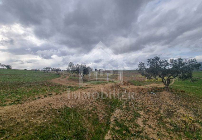 Terrain de 1 hectare à vendre à Hammamet 51355351