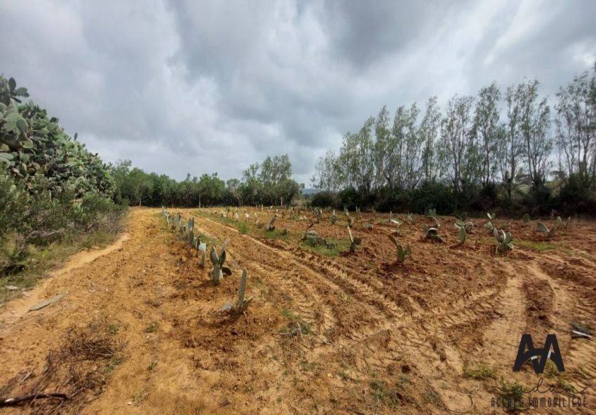 Terrain agricole de 4 hectares à El houaria, Nabeul