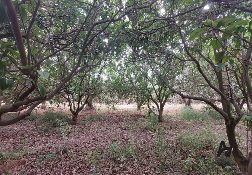 Terrain agricole de 4 hectares à El houaria, Nabeul