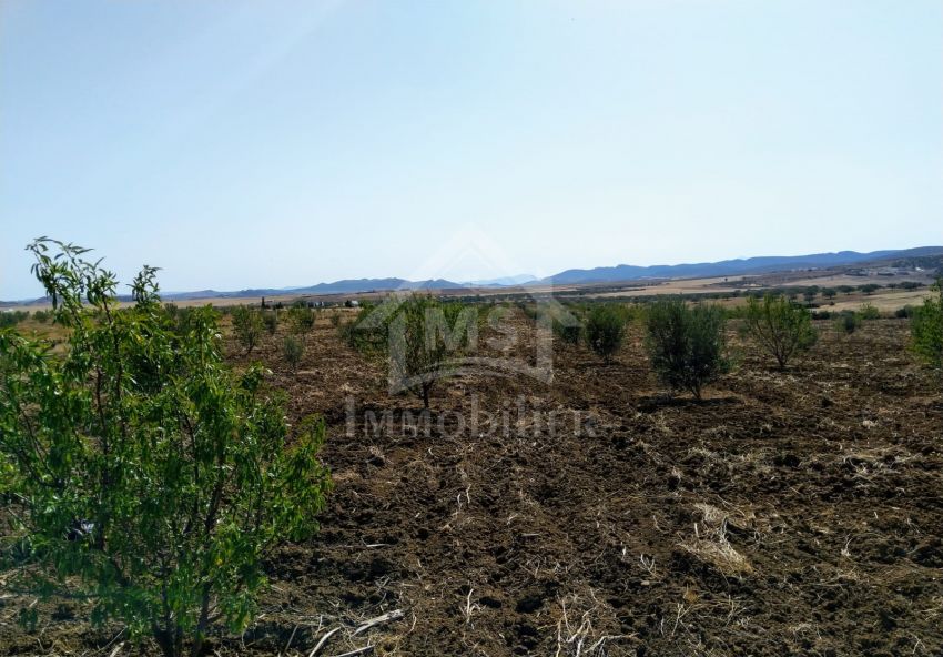 Terrain de 4 hectares à vendre à Hammamet 51355351